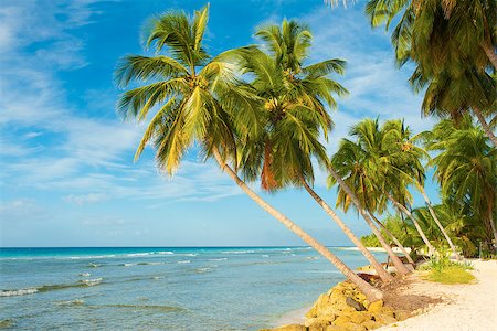 Palms on the white beach and a turquoise sea on a Caribbean island of Barbados Stock Photo - Budget Royalty-Free & Subscription, Code: 400-08011189