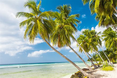 Palms on the white beach and a turquoise sea on a Caribbean island of Barbados Stock Photo - Budget Royalty-Free & Subscription, Code: 400-08011190