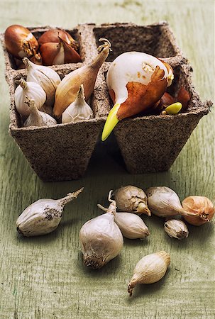 germinated and prepared for planting spring bulbs plants Stock Photo - Budget Royalty-Free & Subscription, Code: 400-08011552