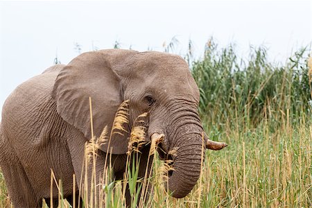 Portrait of grazing African Elephant in in Etosha national Park, Ombika, Kunene, Namibia. True wildlife photography Foto de stock - Super Valor sin royalties y Suscripción, Código: 400-08011571