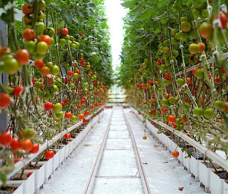 Rows of Tomatoes in a Greenhouse Stockbilder - Microstock & Abonnement, Bildnummer: 400-08011729