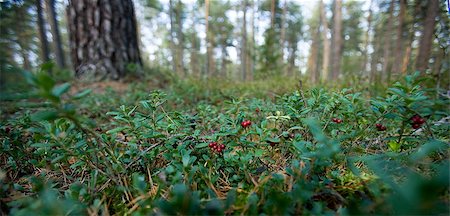 Lingonberries in the forest panorama Photographie de stock - Aubaine LD & Abonnement, Code: 400-08011804