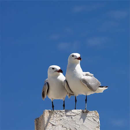 simsearch:640-02773714,k - Two Beauty Seagulls near Each Other Sitting on Edge of Berth isolated on Blue Sky background Outdoors Stockbilder - Microstock & Abonnement, Bildnummer: 400-08011813