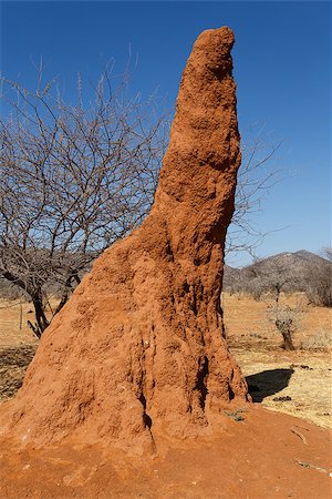 Huge red, orange termite mound in Africa, Namibia Stock Photo - Budget Royalty-Free & Subscription, Code: 400-08012155