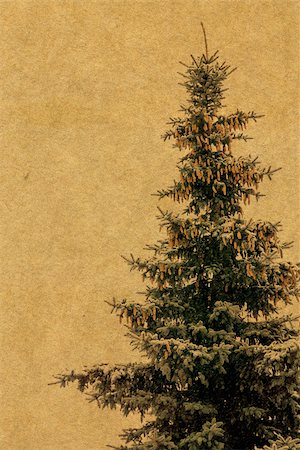 simsearch:400-05923102,k - Old grunge yellow paper texture with fir tree, vintage background. Stockbilder - Microstock & Abonnement, Bildnummer: 400-08012629