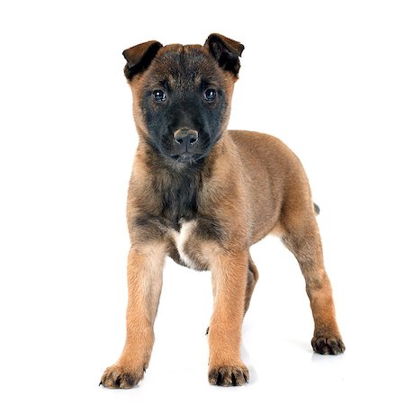 simsearch:400-08013862,k - puppy malinois in front of white background Foto de stock - Super Valor sin royalties y Suscripción, Código: 400-08012680