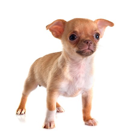 simsearch:400-08013862,k - puppy chihuahua in front of white background Foto de stock - Super Valor sin royalties y Suscripción, Código: 400-08012681