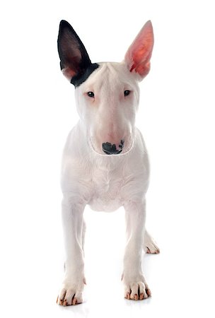 simsearch:400-06565925,k - puppy bull terrier in front of white background Photographie de stock - Aubaine LD & Abonnement, Code: 400-08012698