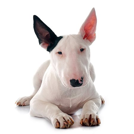 simsearch:400-06565923,k - puppy bull terrier in front of white background Photographie de stock - Aubaine LD & Abonnement, Code: 400-08012699