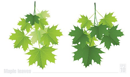 Maple branch with green leaves on a white background. Vector. Stock Photo - Budget Royalty-Free & Subscription, Code: 400-08012762