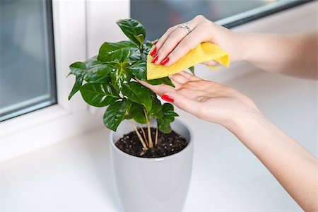 girl wipes a rag a house plant closeup on the windowsill Stock Photo - Budget Royalty-Free & Subscription, Code: 400-08012817