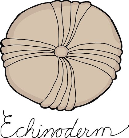 Common echinoderm fossil drawing over white background Foto de stock - Royalty-Free Super Valor e Assinatura, Número: 400-08012836