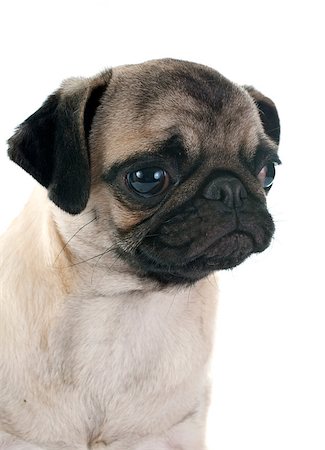 simsearch:400-08013862,k - puppy pug in front of white background Foto de stock - Super Valor sin royalties y Suscripción, Código: 400-08013366