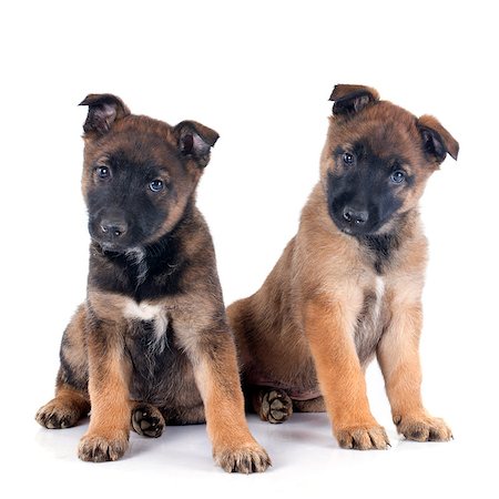 puppies malinois in front of white background Photographie de stock - Aubaine LD & Abonnement, Code: 400-08013862