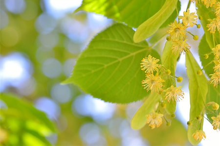 simsearch:400-07827769,k - Blooming linden, lime tree in spring time Foto de stock - Super Valor sin royalties y Suscripción, Código: 400-08020535