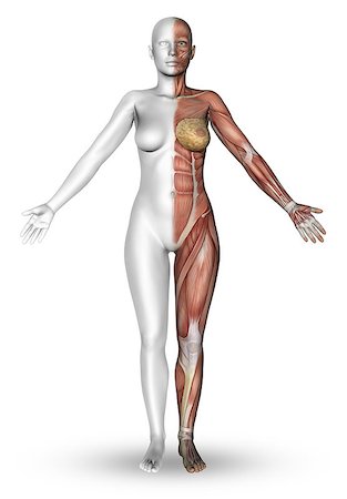 simsearch:400-08020620,k - 3D render of a female figure with half the body showing the muscle map Foto de stock - Royalty-Free Super Valor e Assinatura, Número: 400-08020601