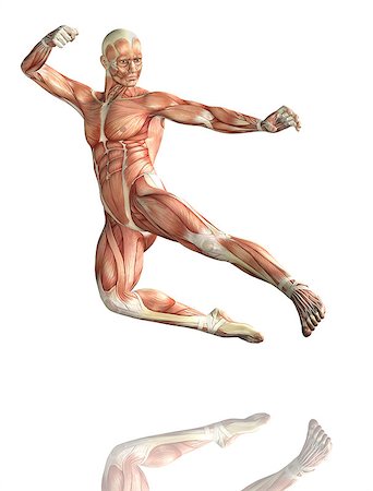 simsearch:400-08287782,k - 3D render of a male figure in kick boxing pose with detailed muscle map Photographie de stock - Aubaine LD & Abonnement, Code: 400-08020611