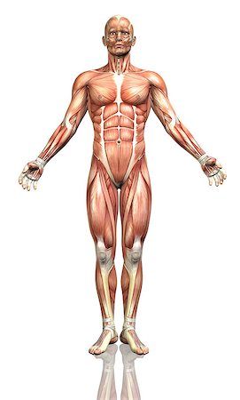 3D render of a male figure with a detailed muscle map Foto de stock - Super Valor sin royalties y Suscripción, Código: 400-08020612