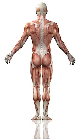 fitness anatomy images muscles of body - 3D render of the rear view of a medical man with detailed muscle map Stock Photo - Budget Royalty-Free & Subscription, Code: 400-08020620