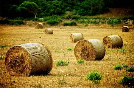 Straw Bales on Farmland with Wheat on Green Grass and Trees background Outdoors Stock Photo - Budget Royalty-Free & Subscription, Code: 400-08020785