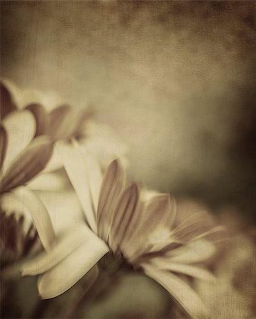 effacé - Grunge photo of daisy flowers, old grungy image of tender chamomile, abstract floral background, dreamy nature Photographie de stock - Aubaine LD & Abonnement, Code: 400-08020993