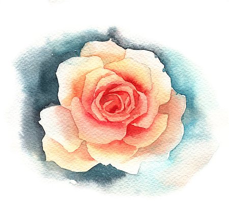 peony art - Watercolor rose Stock Photo - Budget Royalty-Free & Subscription, Code: 400-08021113