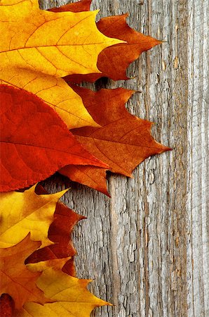 simsearch:851-02963822,k - Frame of Red, Orange and Brown Autumn Leafs isolated on Rustic Wooden background Stockbilder - Microstock & Abonnement, Bildnummer: 400-08021151