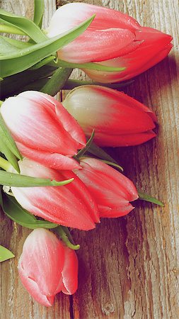 simsearch:400-08011307,k - Heap of Spring Magenta Tulips with Water Drops closeup on Rustic Wooden background. Retro Styled Stock Photo - Budget Royalty-Free & Subscription, Code: 400-08021152