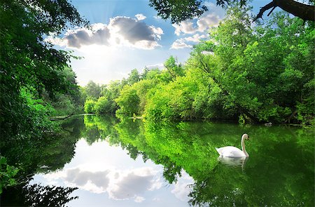 simsearch:400-07932171,k - White swan on the river in summer forest Foto de stock - Super Valor sin royalties y Suscripción, Código: 400-08021954