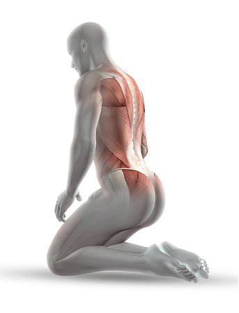 simsearch:400-08647675,k - 3D render of a male medical figure with partial muscle map in kneeling position Stockbilder - Microstock & Abonnement, Bildnummer: 400-08022112