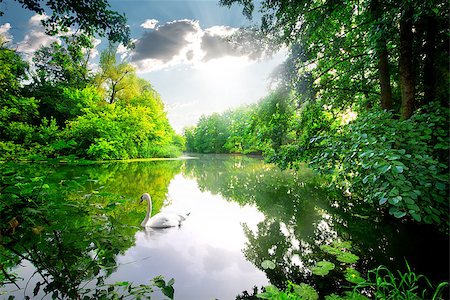 simsearch:400-08817566,k - White swan on a calm river in the forest Photographie de stock - Aubaine LD & Abonnement, Code: 400-08022405