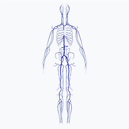 simsearch:400-04178498,k - In the circulatory system, veins (from the Latin vena) are blood vessels that carry blood toward the heart. Most veins carry deoxygenated blood from the tissues back to the heart; exceptions are the pulmonary and umbilical veins, both of which carry oxygenated blood to the heart. In contrast to veins, arteries carry blood away from the heart. Veins are less muscular than arteries and are often clo Stockbilder - Microstock & Abonnement, Bildnummer: 400-08034357