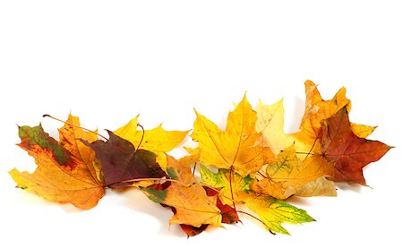 simsearch:851-02963822,k - Dry multicolor maple-leaves isolated on white background. Autumn background with copy space. Stockbilder - Microstock & Abonnement, Bildnummer: 400-08034639
