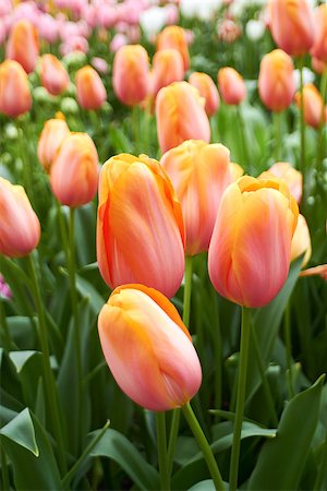 colourful Tulips in Keukenhof Flower Garden, cool spring day, Netherlands Stock Photo - Budget Royalty-Free & Subscription, Code: 400-08034683
