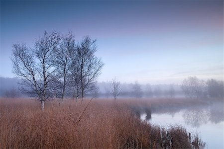 simsearch:400-08041728,k - misty morning over swamp in auutmn, Friesland, Netherlands Stock Photo - Budget Royalty-Free & Subscription, Code: 400-08034766