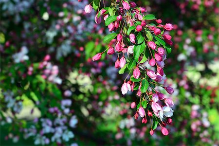simsearch:400-07577622,k - Spring background. Tree branch with white-pink flowers Photographie de stock - Aubaine LD & Abonnement, Code: 400-08034863