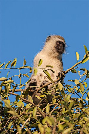 simsearch:400-08011937,k - Black faced vervet monkey (Chlorocebus pygerythrus) on a tree in Amboseli, Kenya. Stock Photo - Budget Royalty-Free & Subscription, Code: 400-08034991