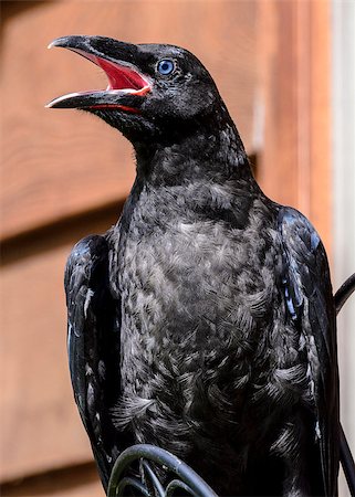 A baby raven opens its beak in Anchorage, Alaska. Stockbilder - Microstock & Abonnement, Bildnummer: 400-08035030