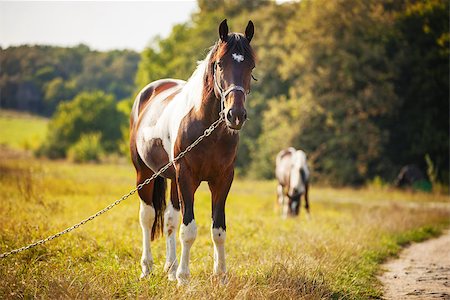 simsearch:400-08372603,k - Horse grazing in a meadow Stock Photo - Budget Royalty-Free & Subscription, Code: 400-08035128