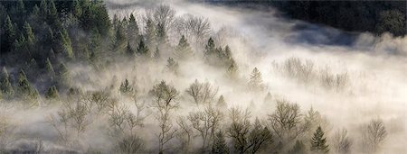 simsearch:862-06677572,k - Thick Fog Rolling in Forest Early Morning in Sandy River Oregon Panorama Stockbilder - Microstock & Abonnement, Bildnummer: 400-08035823