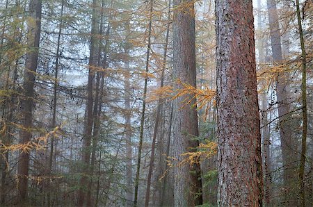 simsearch:400-08035898,k - orange larch misty forest in autumn, Friesland, Netherlands Stock Photo - Budget Royalty-Free & Subscription, Code: 400-08035899