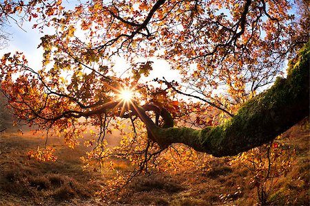 simsearch:400-08035898,k - sunrise beams through oak branhces in gold autumn Stock Photo - Budget Royalty-Free & Subscription, Code: 400-08035903