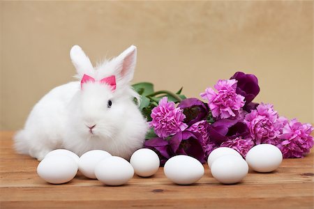 simsearch:400-08036285,k - Spring simbols - white bunny waiting for easter with seasonal flowers Stockbilder - Microstock & Abonnement, Bildnummer: 400-08036285