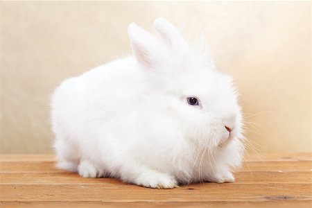 simsearch:400-08036284,k - Cute white rabbit on wooden surface against golden background Stockbilder - Microstock & Abonnement, Bildnummer: 400-08036292