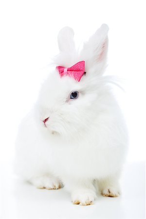 simsearch:400-08036285,k - Cute white rabbit with pink bow sitting - isolated Stockbilder - Microstock & Abonnement, Bildnummer: 400-08036302