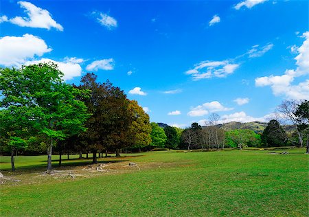 path through wood - forest trees at sunny day park Stock Photo - Budget Royalty-Free & Subscription, Code: 400-08036362