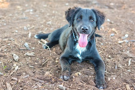 simsearch:400-05289792,k - Cute happy puppy laying at the park Stock Photo - Budget Royalty-Free & Subscription, Code: 400-08036382