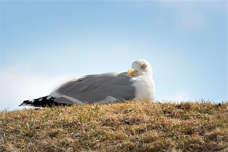 simsearch:400-06362898,k - Image of a sitting seagull in northern Germany Fotografie stock - Microstock e Abbonamento, Codice: 400-08036466