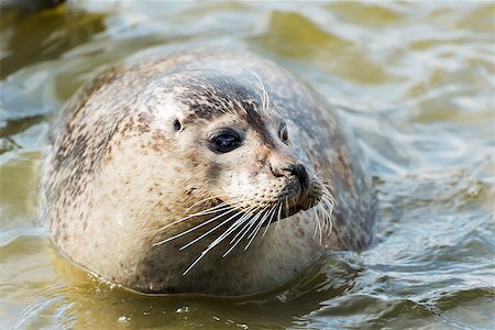 simsearch:400-07087477,k - Image of a floating gray seal in the water Foto de stock - Royalty-Free Super Valor e Assinatura, Número: 400-08036463