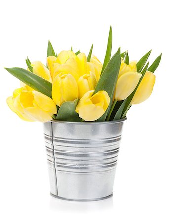 simsearch:400-08036453,k - Fresh yellow tulips bouquet. Isolated on white background Stock Photo - Budget Royalty-Free & Subscription, Code: 400-08037239
